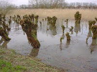 Merwelanden wetlands near Dordrecht - environmental art - willow trees - an installation by Lucien den Arend