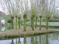 willow project - sculpture - landart