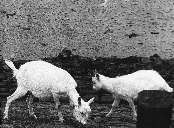 Gerard Fieret (1924-2009) - photographer - "two goats".