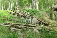 pollard willow project for 'Kantri & Urbaani' in Lappeenranta Finland