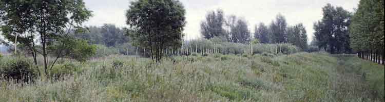 trees and forests - Land Art and sculpture