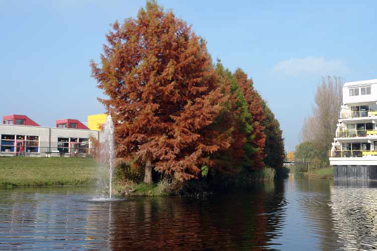 Dutch urban LAND ART in Ede - arched footbridge - 'Urban Oasis' - Bald Cypress trees (Taxodium Distichum), water, concrete and color.