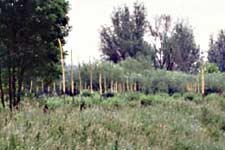 Merwelanden Land Art - wetlands near Dordrecht - environmental art - willow trees - an installation by Lucien den Arend