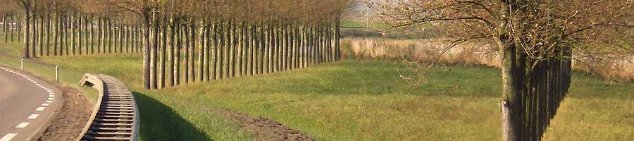 Screens formed by rows of Poplar trees in Dirksland, Holland.